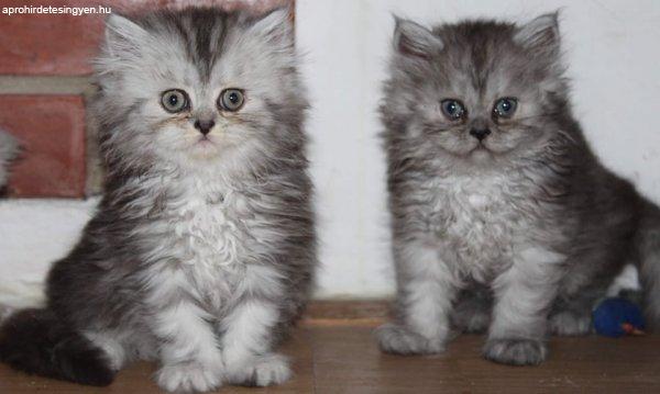perzsa cica ingyen elvihető budapest youtube
