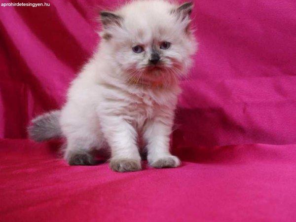 perzsa cica ingyen elvihető budapest 3