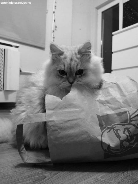 perzsa cica ingyen elvihető budapest 2017