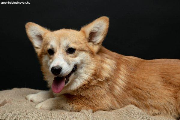 corgi