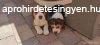 Fajtatiszta tricolor Beagle kiskutyák