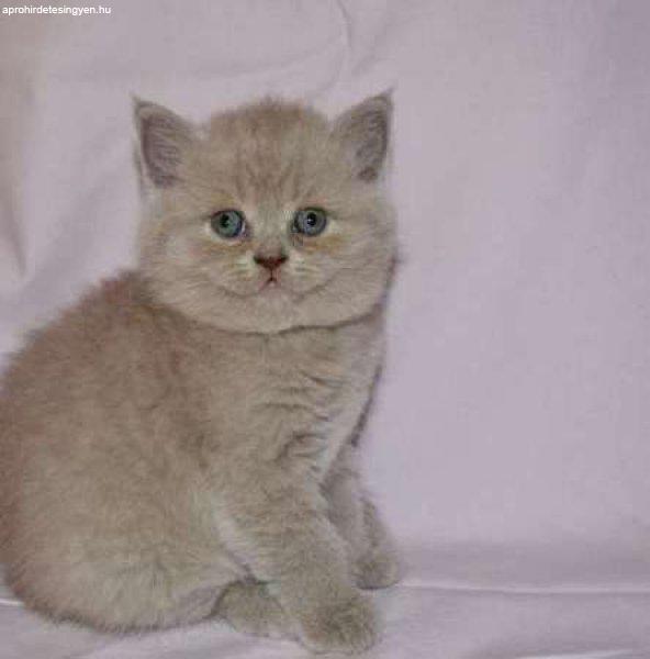 brit rövidszőrű macska fajták 2
