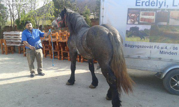 lovak eladók győr moson sopron megyében a man