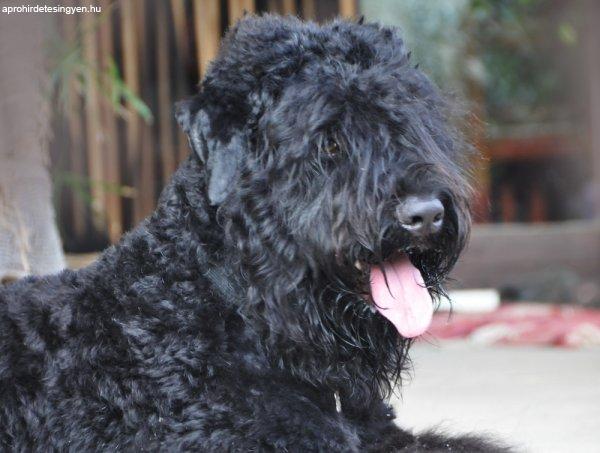 eladó orosz fekete terrier kölykök videos